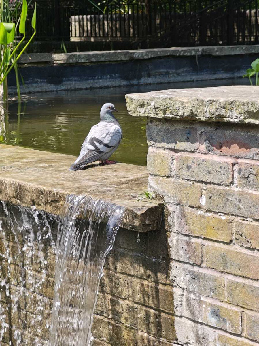 Motorola Razr 50 Ultra 50Mp Pigeon 2X zoom