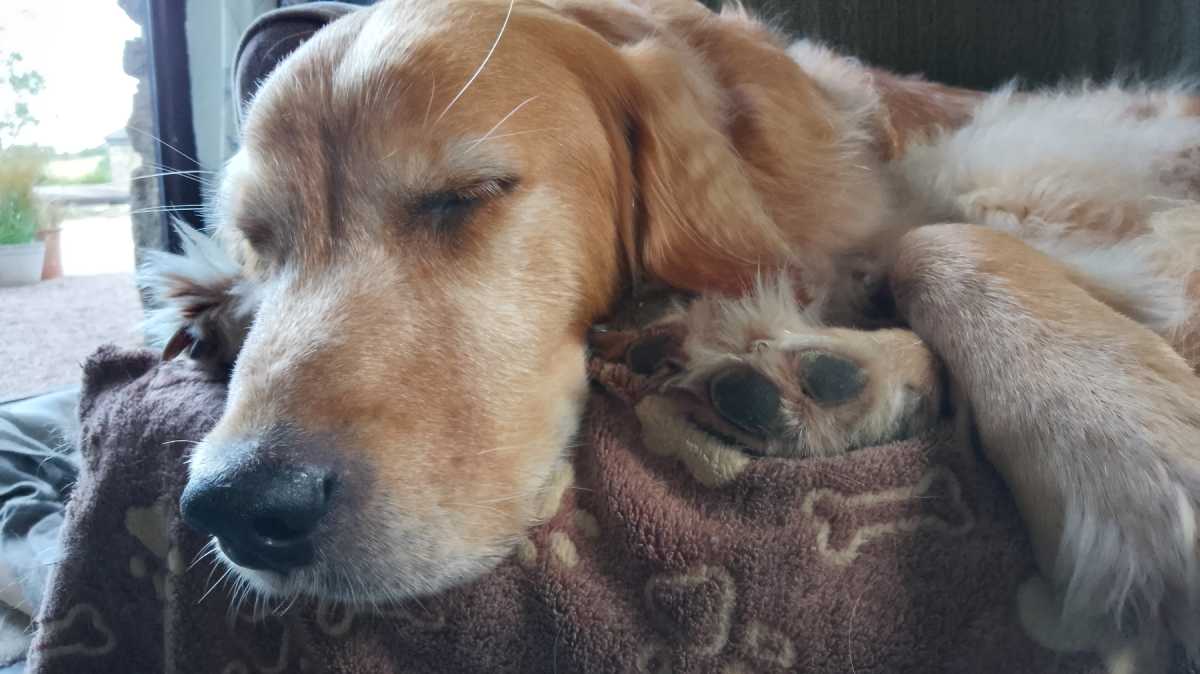 moto e14 photo sample DOG