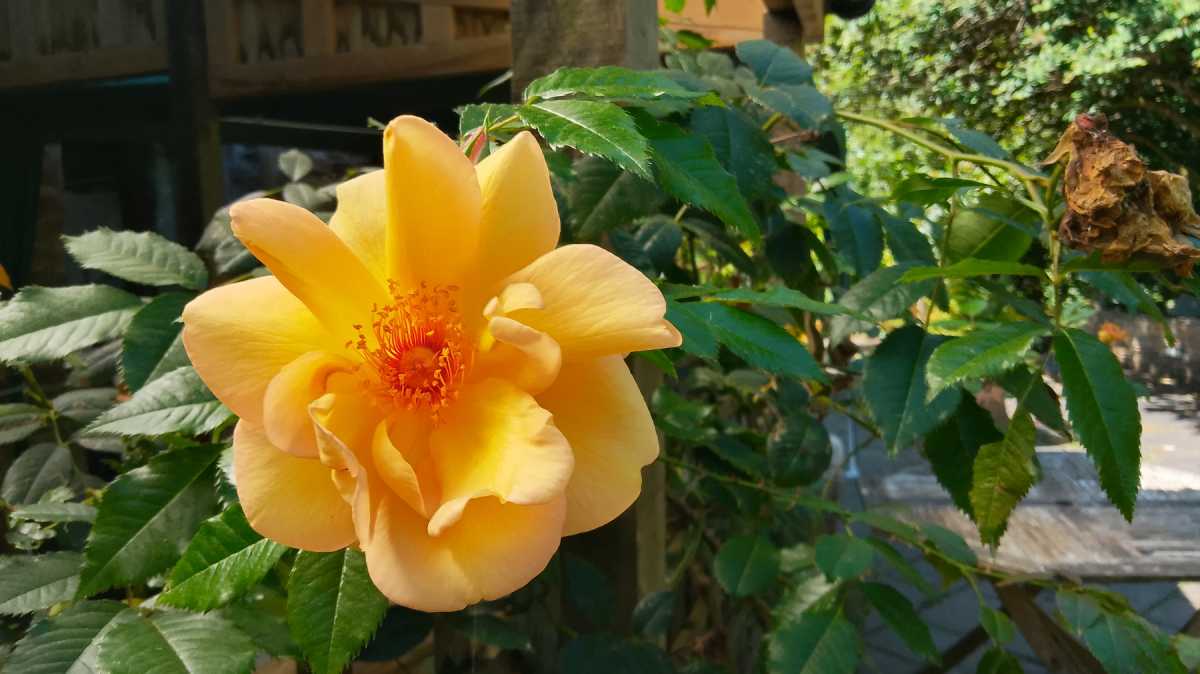 moto e14 photo sample FLOWER3