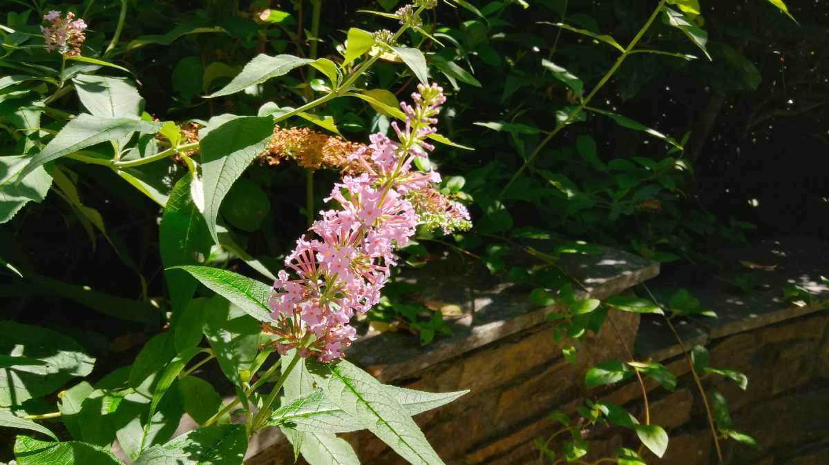 moto e14 photo sample FLOWERS2