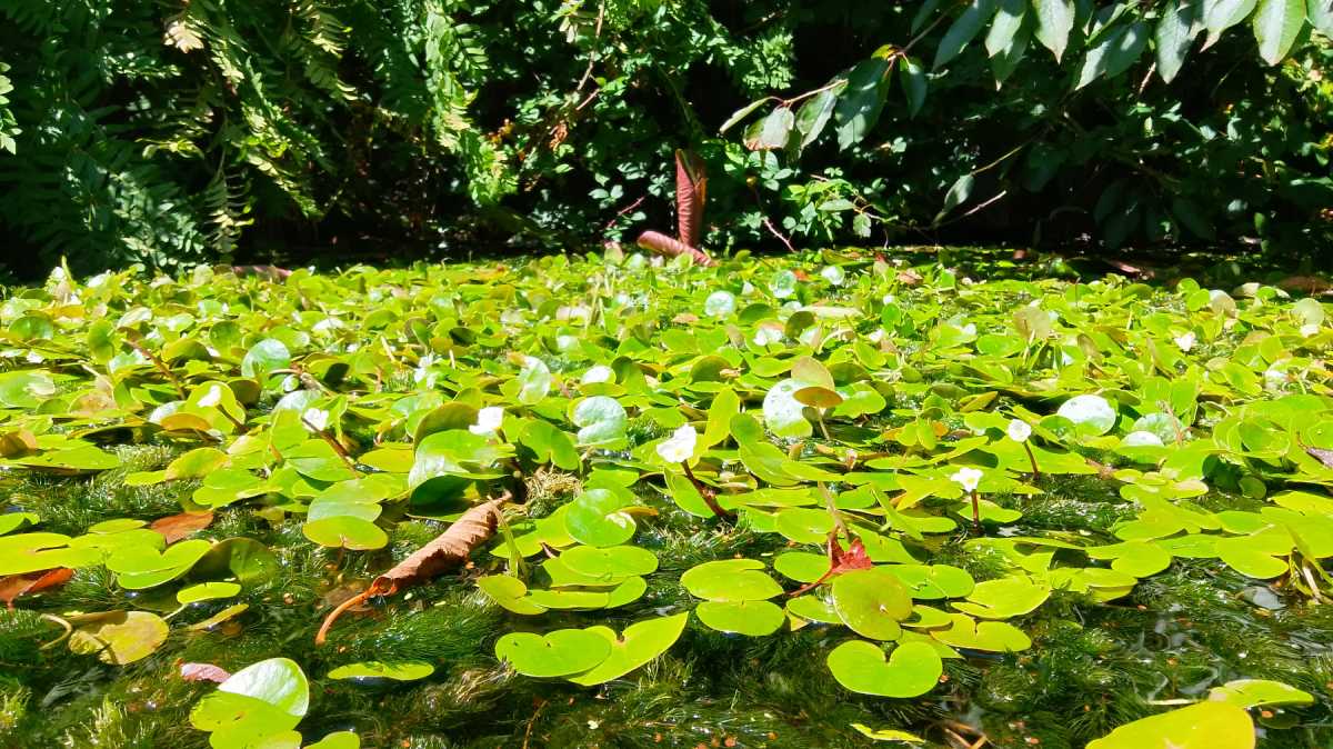 moto e14 photo sample POND