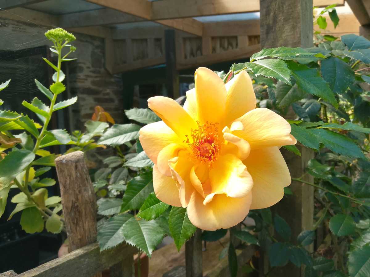moto e14 photo sample PORTRAIT2