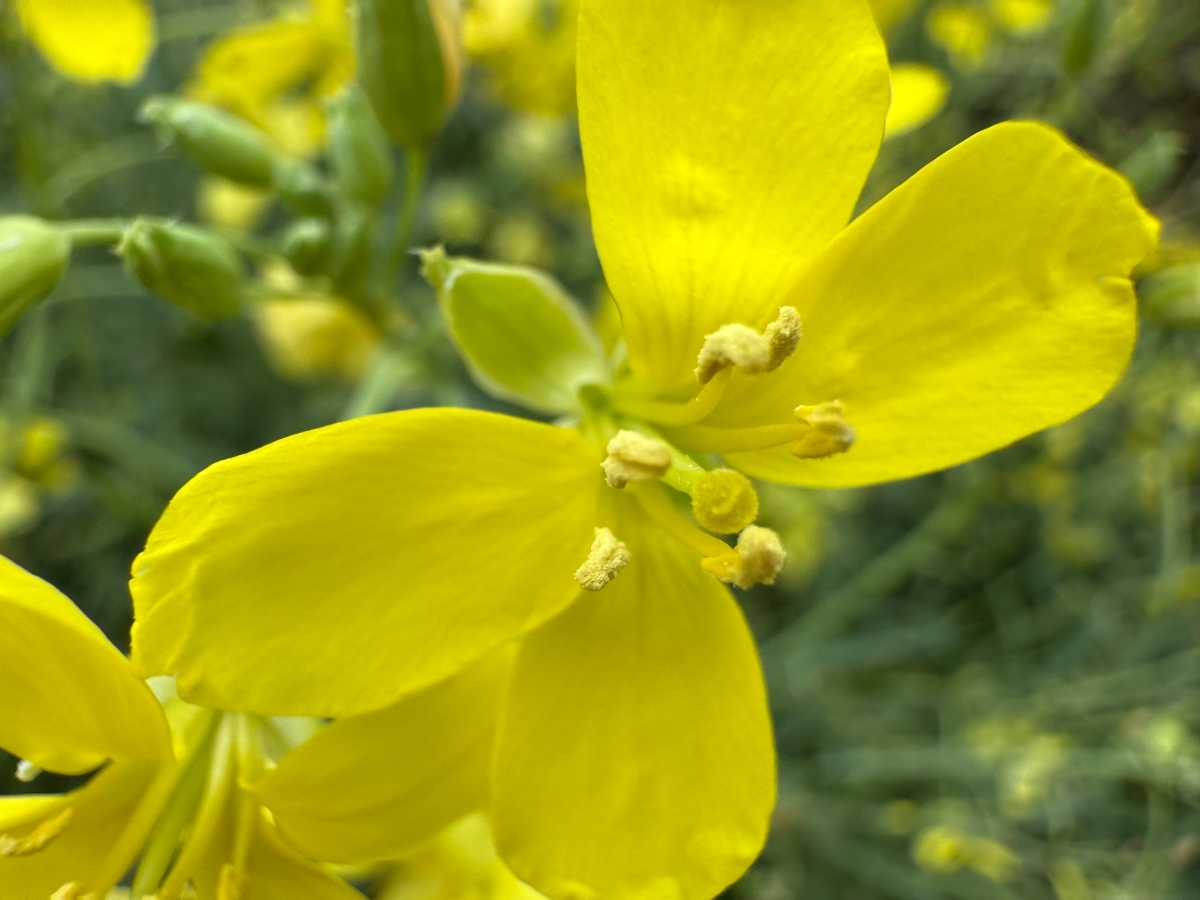 iPhone 16 Pro Max Sample Macro Photo of a yellow flower