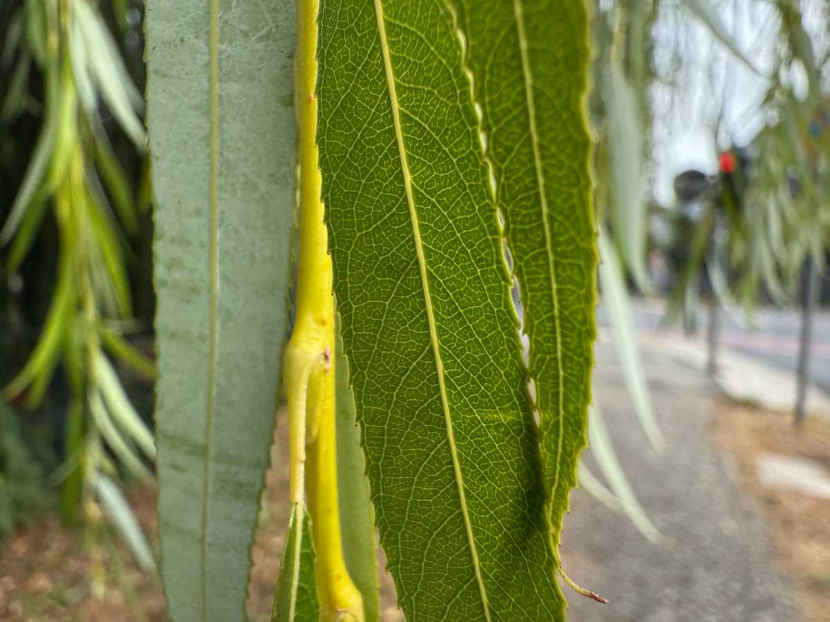 iPhone 16 Pro Max Sample Macro Photo of leaves