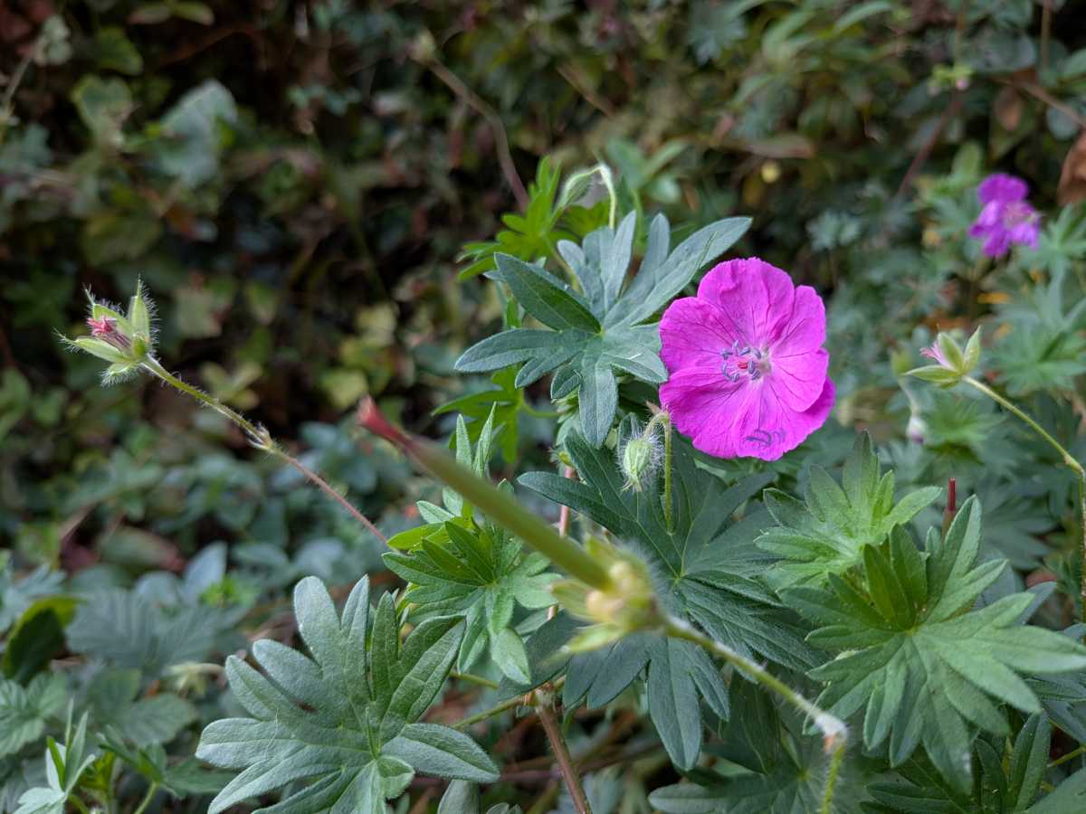 Pixel 9 Pro Fold Test Photo 1x flower macro