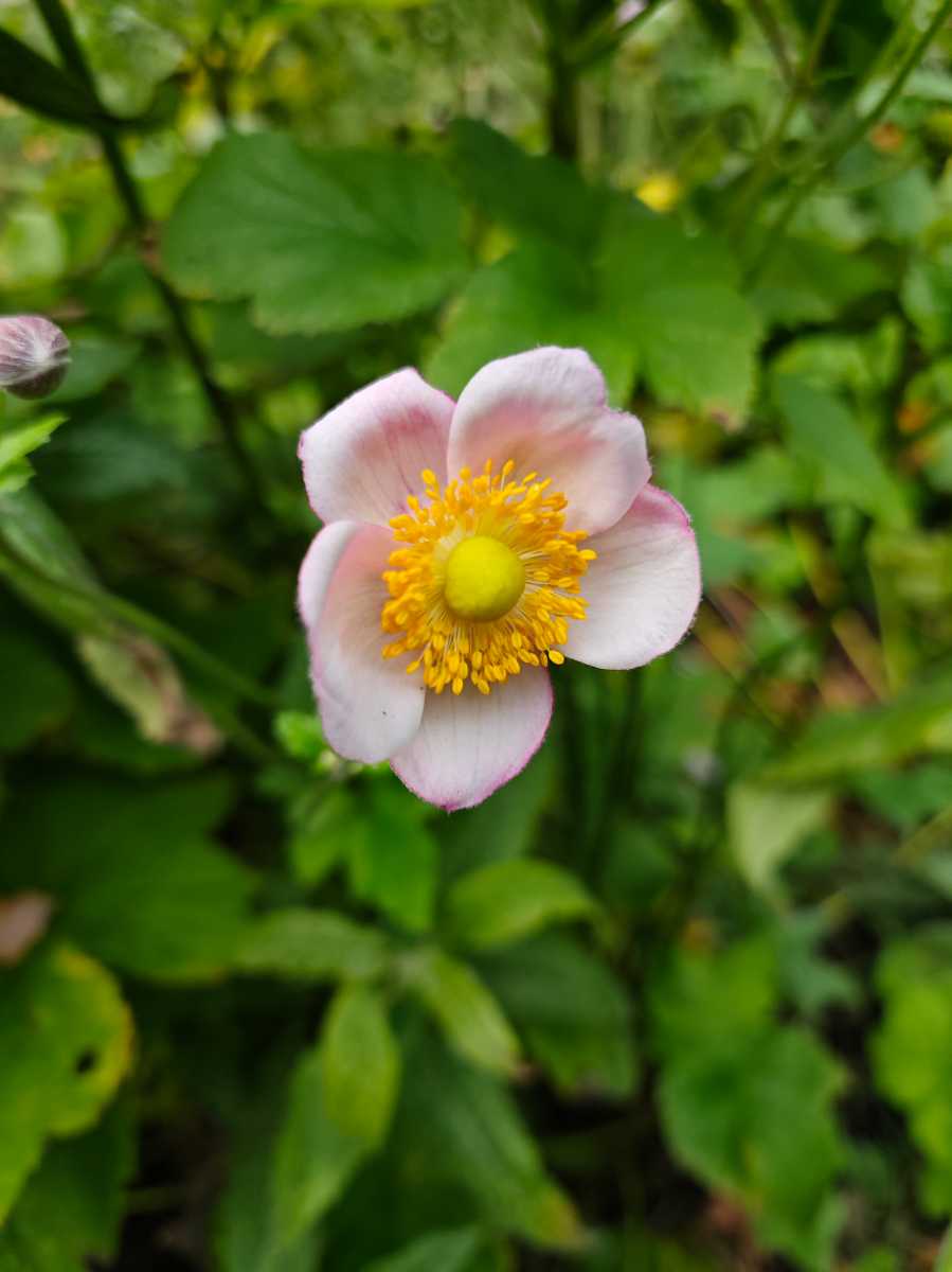 Xiaomi Mix Flip 50Mp Flower in macro mode