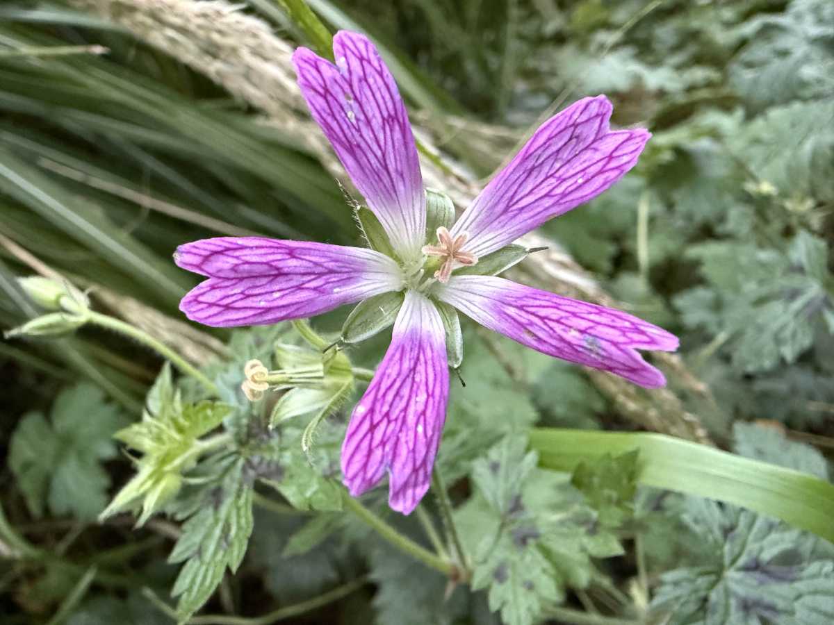 apple iphone 16 pro camera sample 16