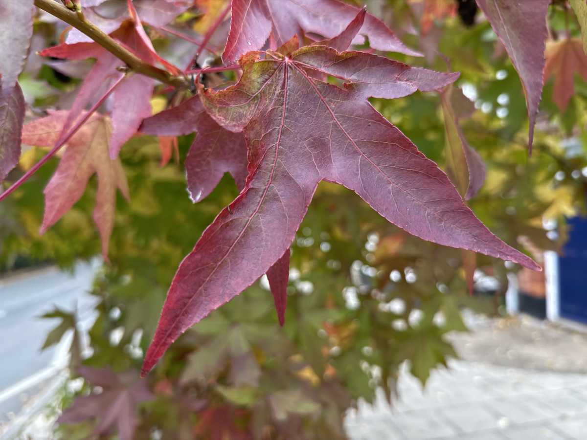 apple iphone 16 pro camera sample 17