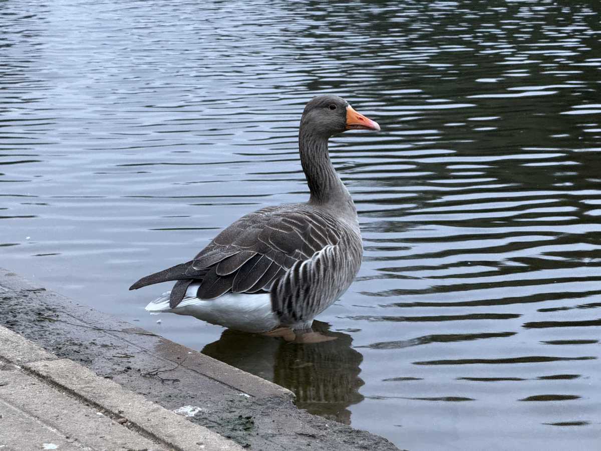 apple iphone 16 pro camera sample 6