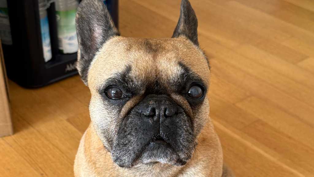 Image: Hund soll Rundfunkbeitrag bezahlen