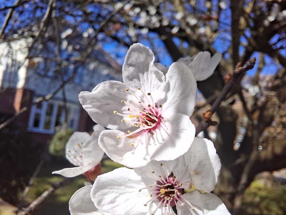 Samsung Galaxy A56 camera sample macro blossom