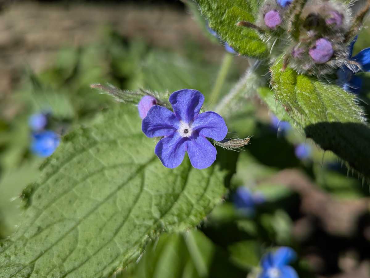 google pixel 9a camera sample 16