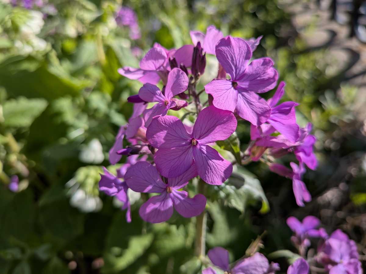 google pixel 9a camera sample 19
