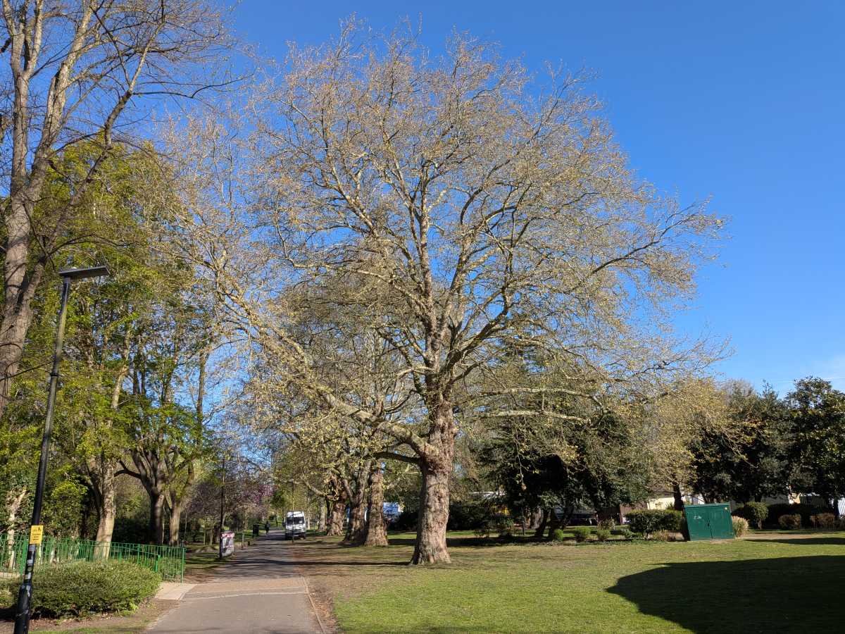 Google Pixel 9a camera sample