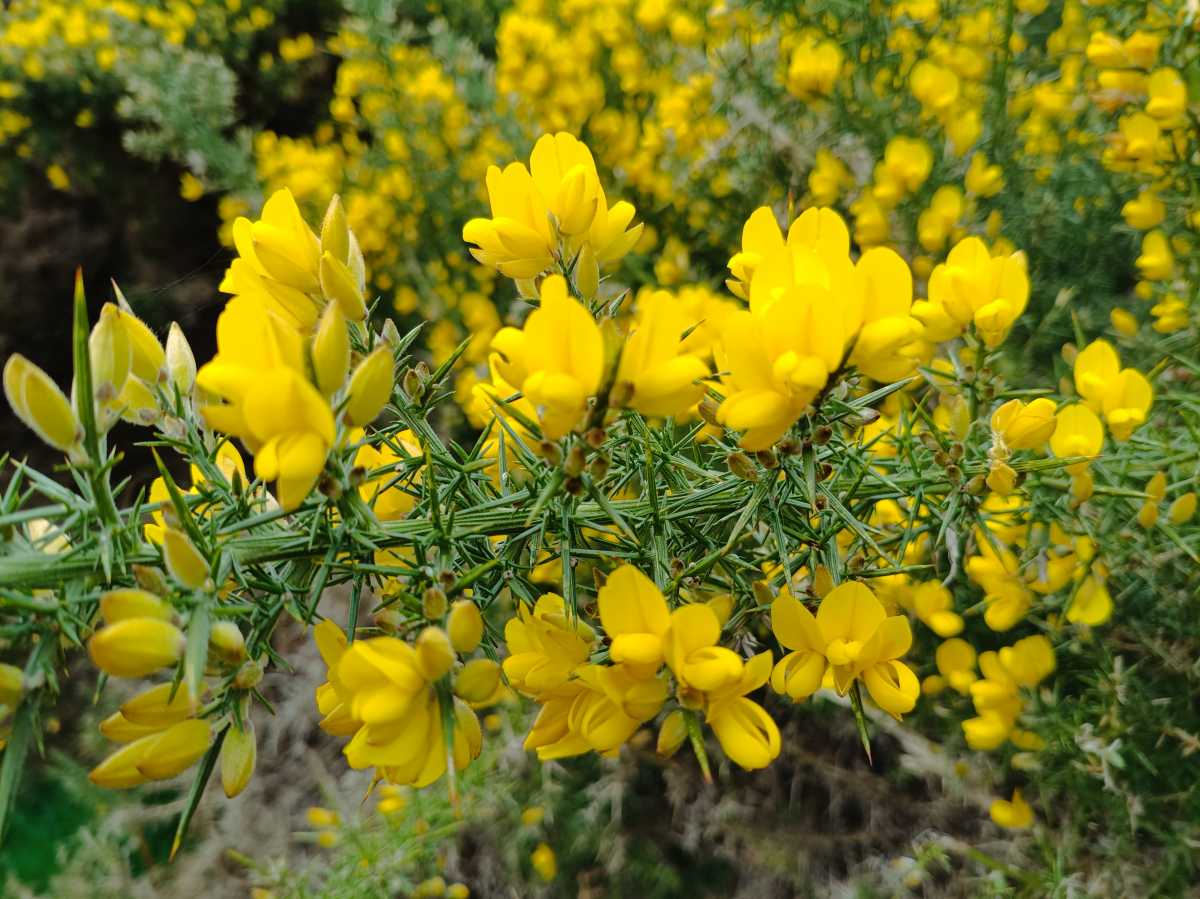 A close up shot of a gorse flower