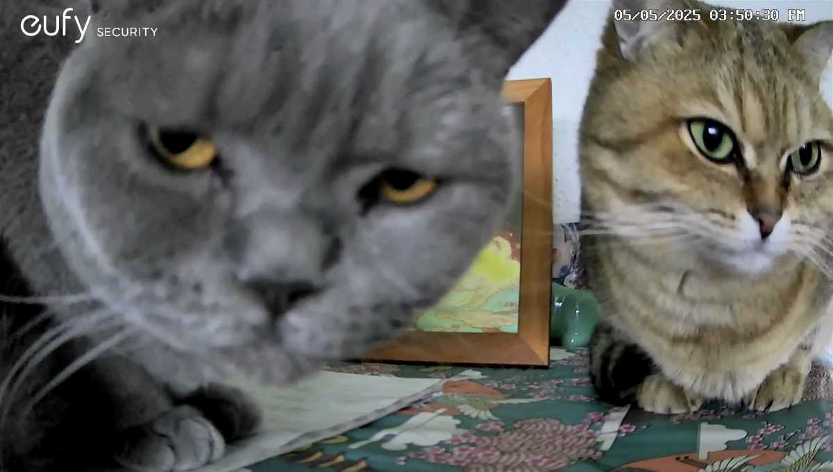eufy security cam cats