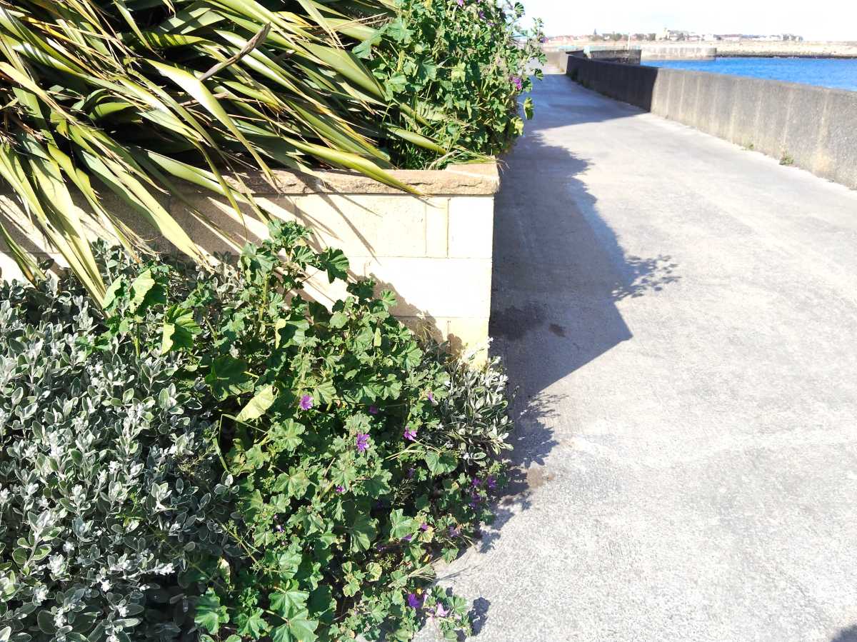 Oppo Reno 13 FS Green Shot