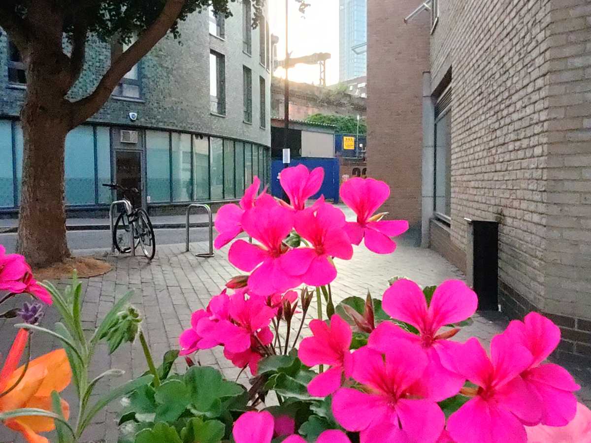 Flowers