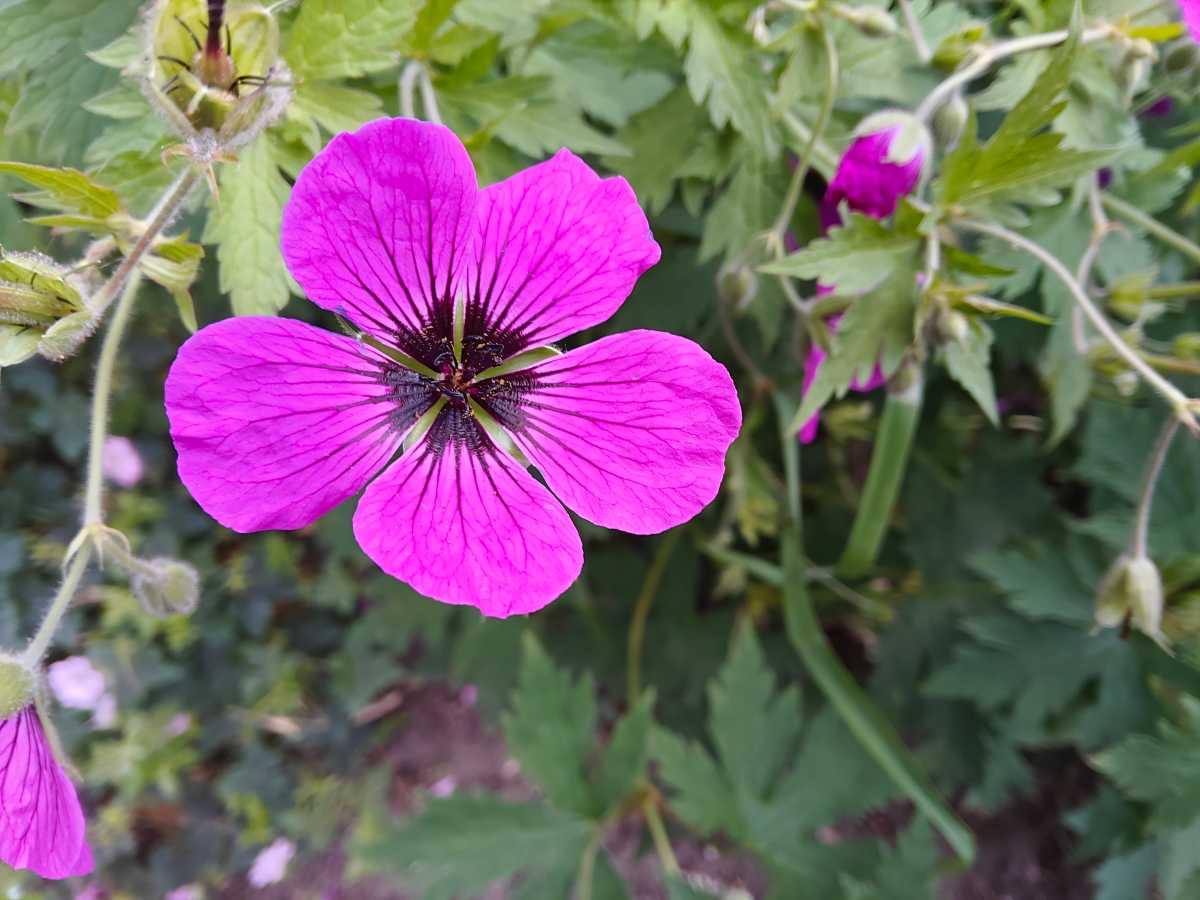 oneplus pad 3 camera sample 4