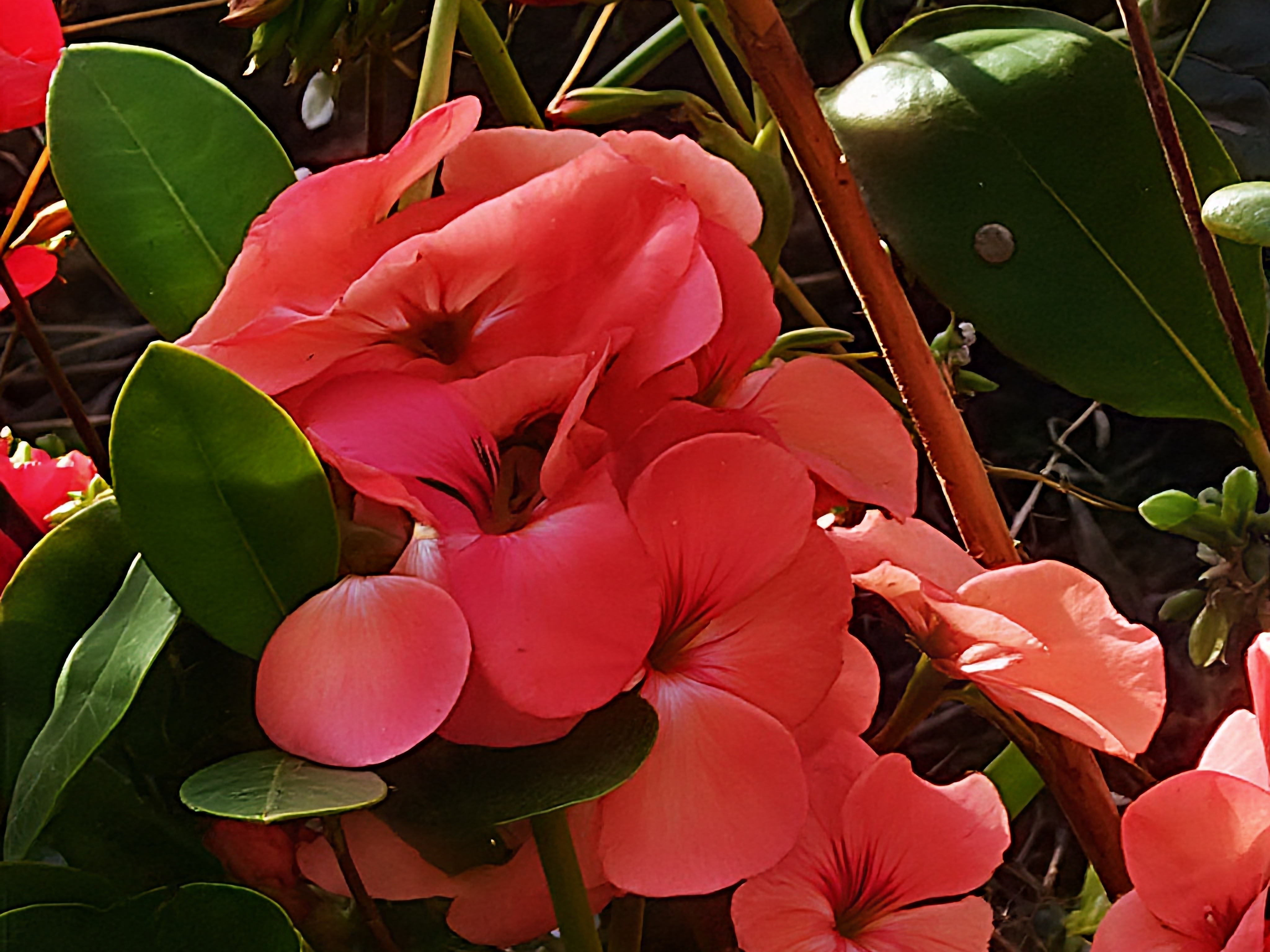 Google Pixel 10 Pro Honor Magic 7 Pro camera sample 100x Honor AI Super Zoom on