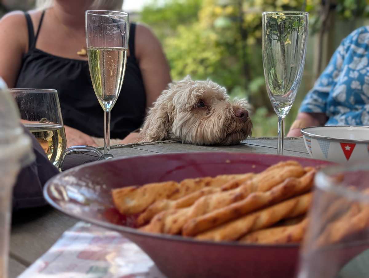 Google Pixel 10 Pro camera sample main Portrait Mode dog