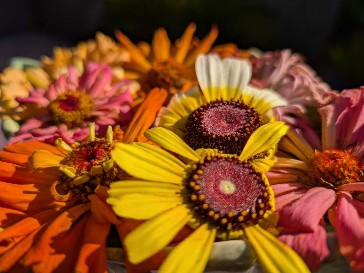 Google Pixel 10 Pro camera sample main macro