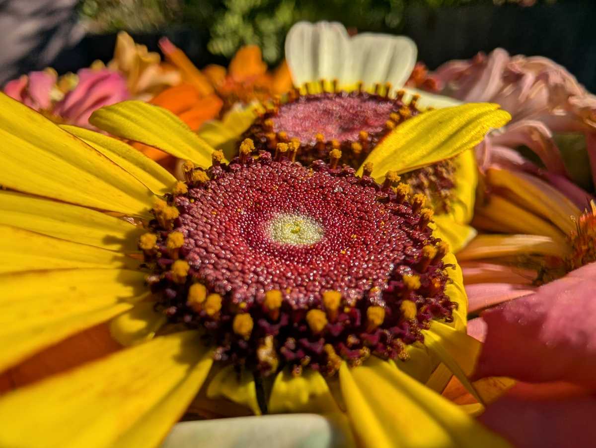 Google Pixel 10 Pro camera sample ultrawide macro