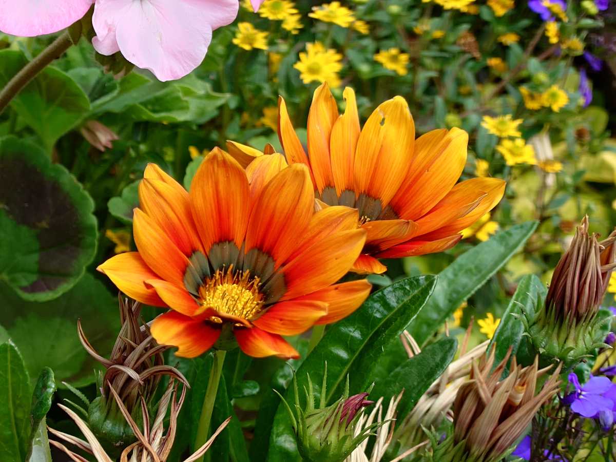 Sony Xperia 1 VII test photo 13