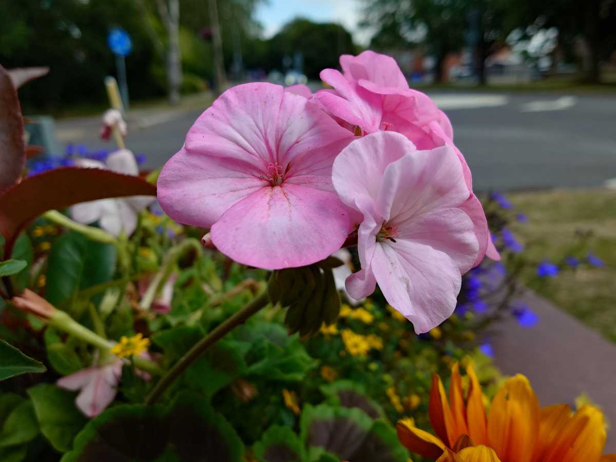 Sony Xperia 1 VII test photo 14