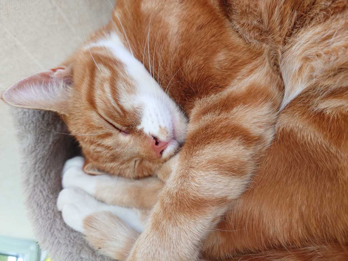 Sony Xperia 1 VII test photo 15