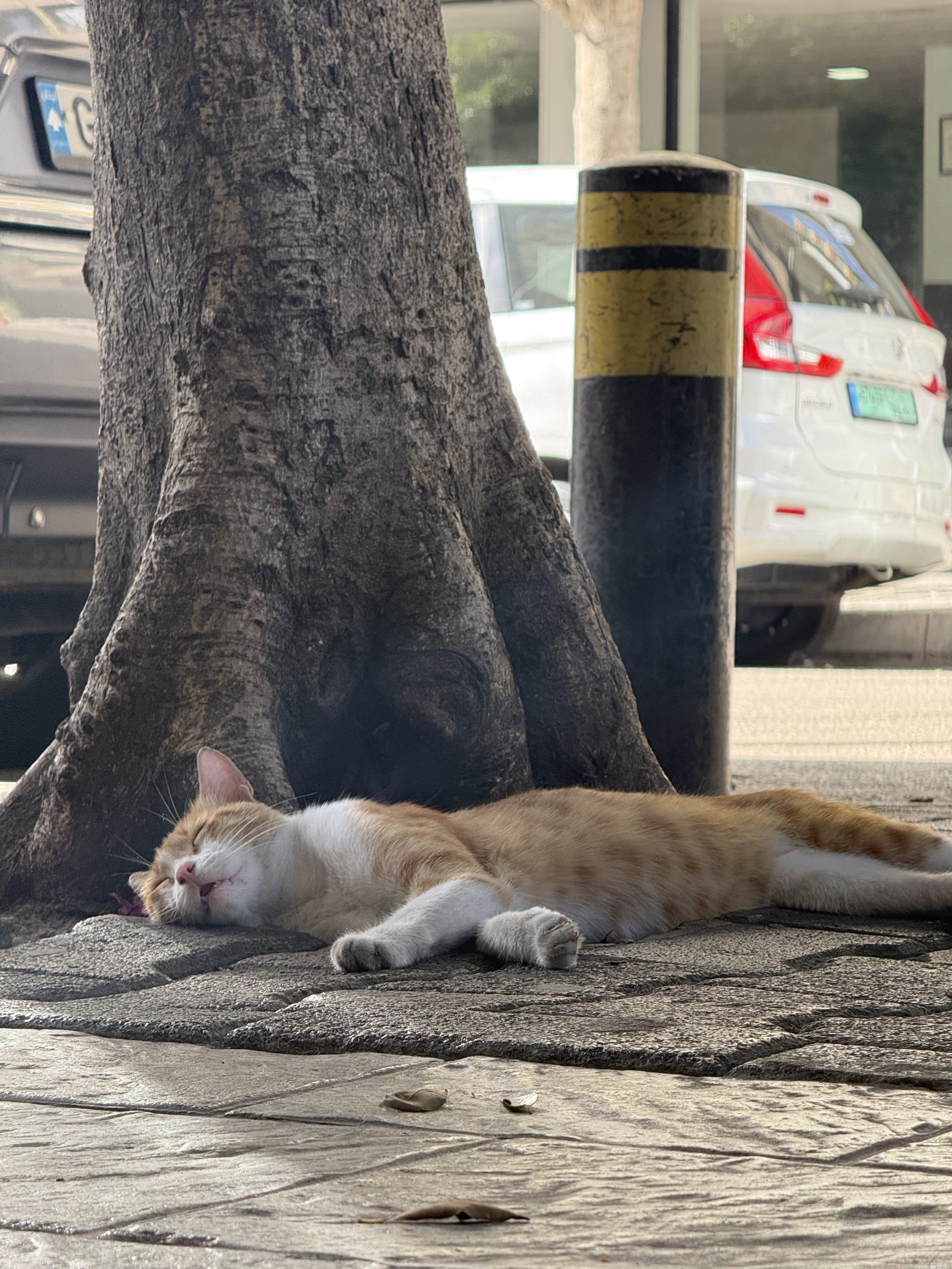 Imagen de un gato dormido con el iPhone 16 Pro Max en 5x teleobjetivo