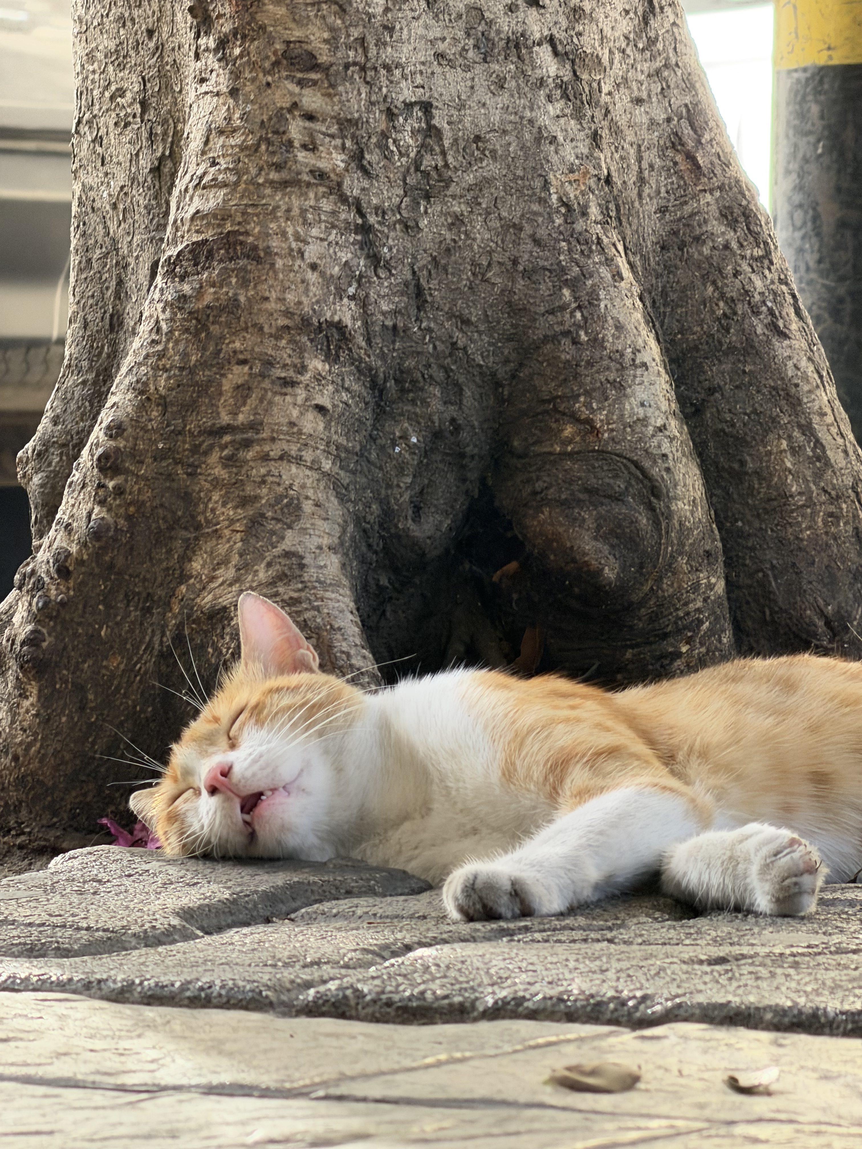Imagen de un gato dormido con el iPhone 17 Pro Max con 8x teleobjetivo