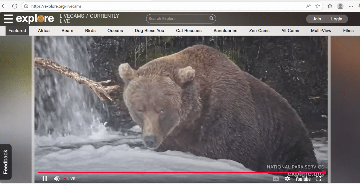 bear