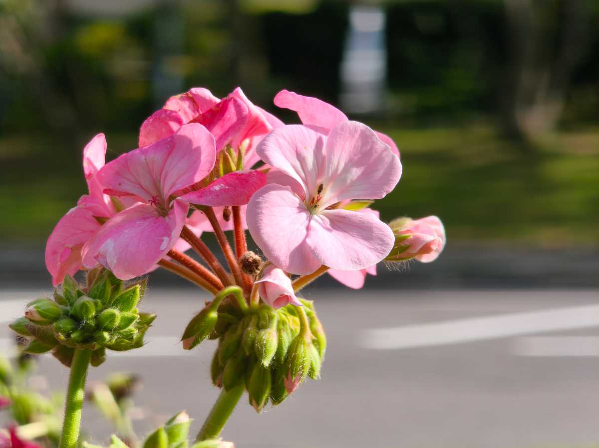 Xiaomi 15T Pro test photo 1