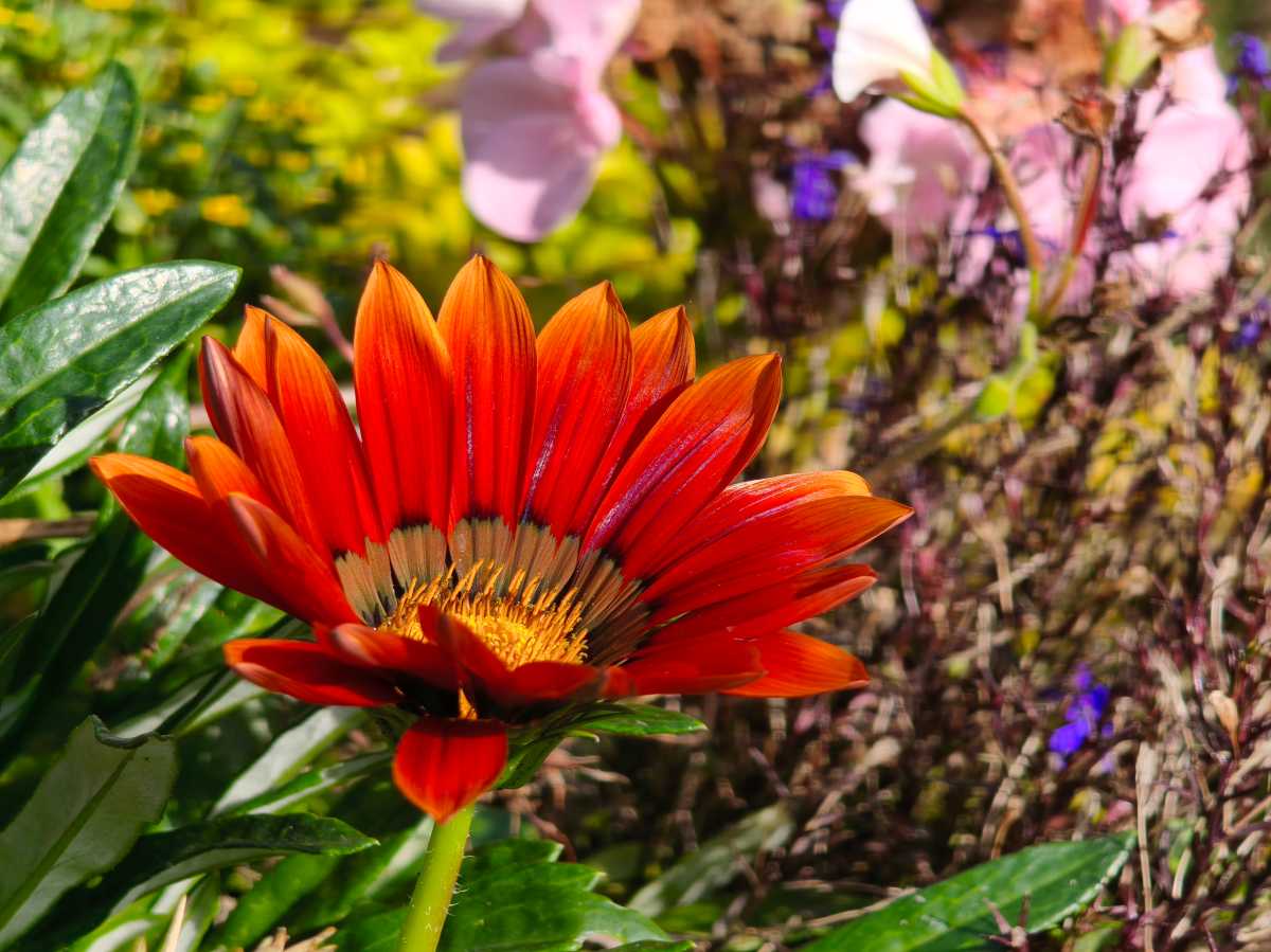 Xiaomi 15T Pro test photo 32