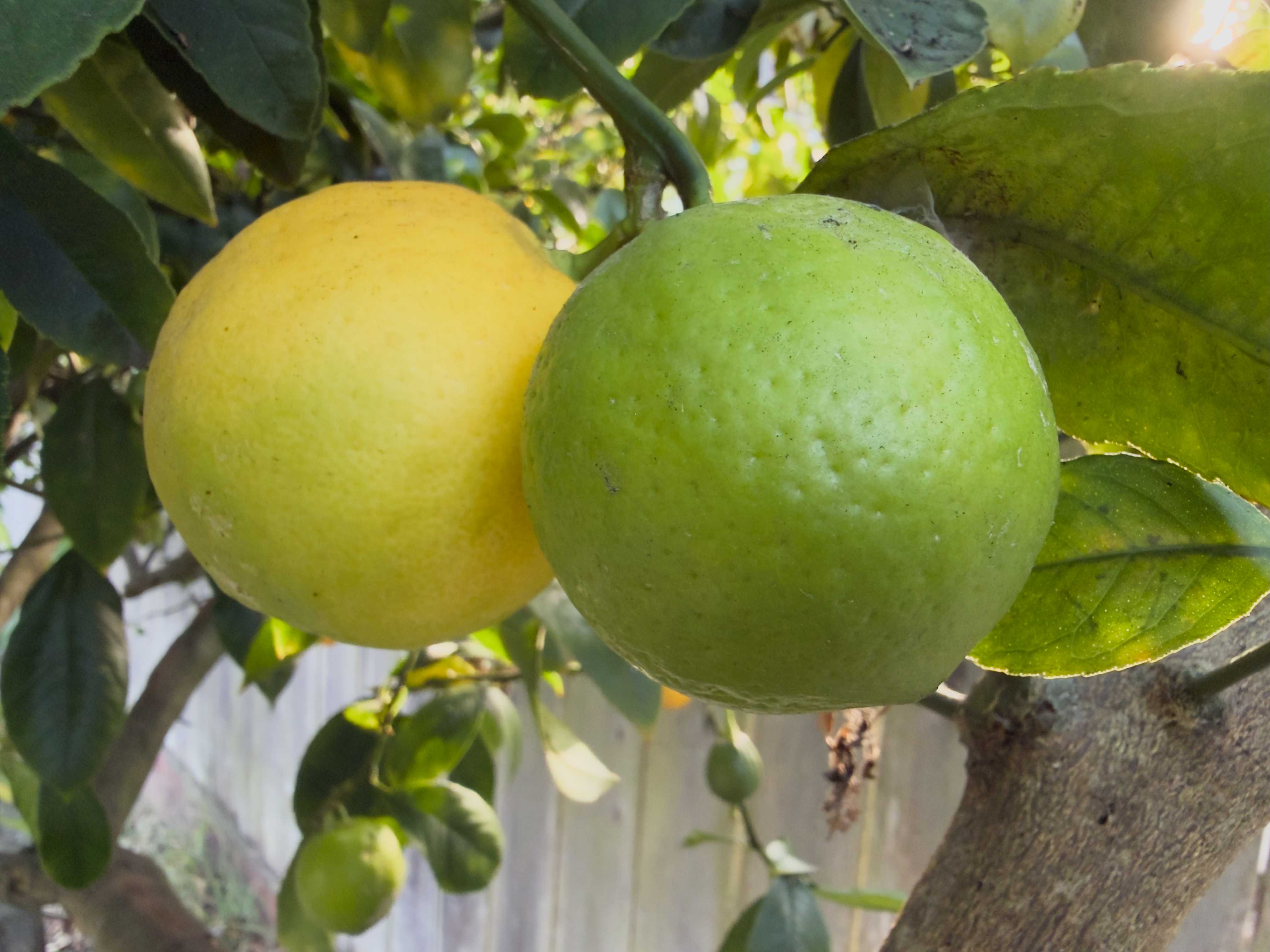 iPhone 17 Pro Max Ultra Wide closeup