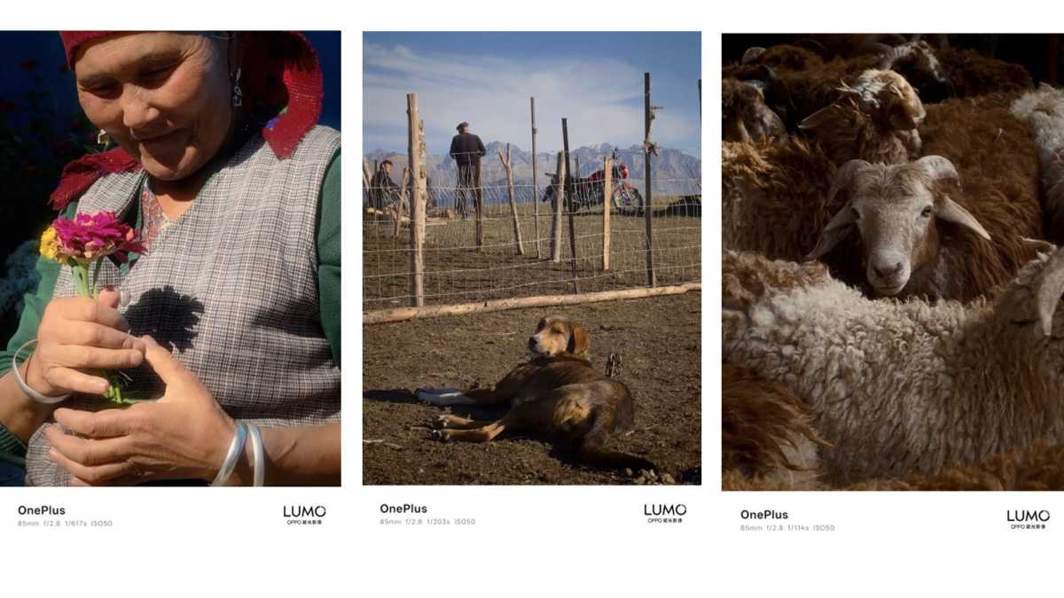 Images of a woman, a dog and sheep to show the OnePlus 15's capabilites