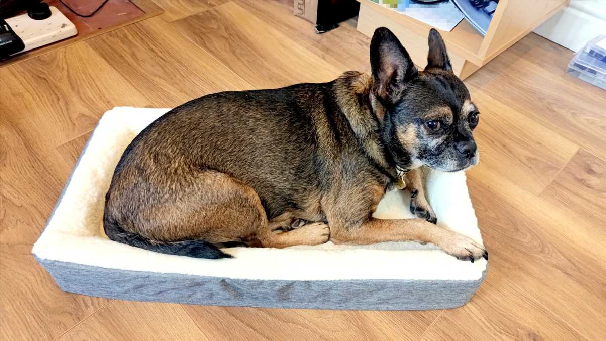 Ridiculous standing desk accessory dog bed