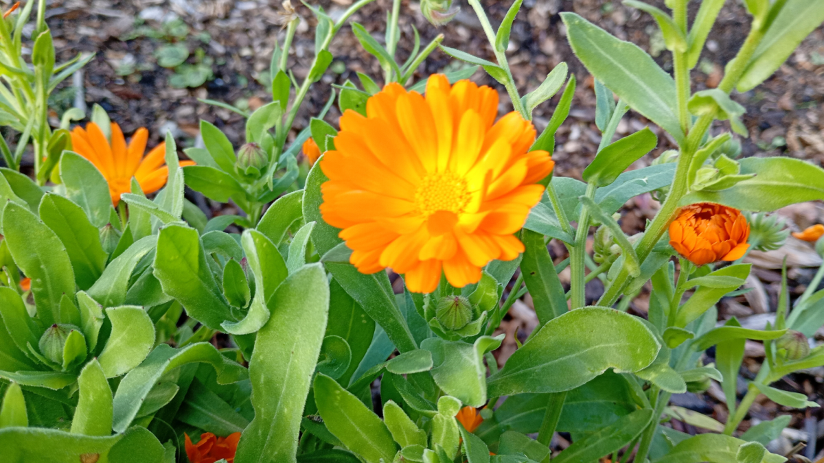 Motorola Moto G06 Power 4