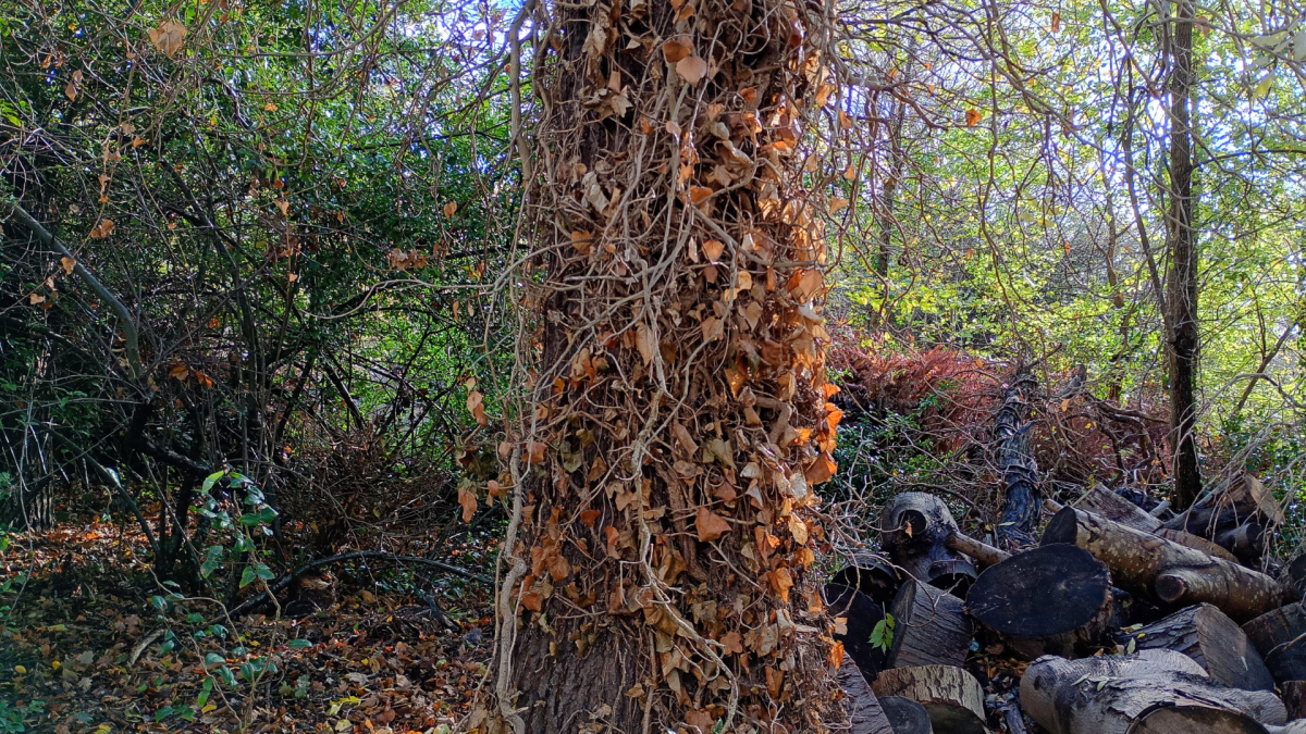 Motorola Moto G06 Power 3