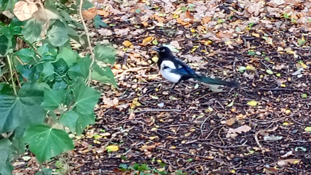 Motorola Moto G06 Power 2