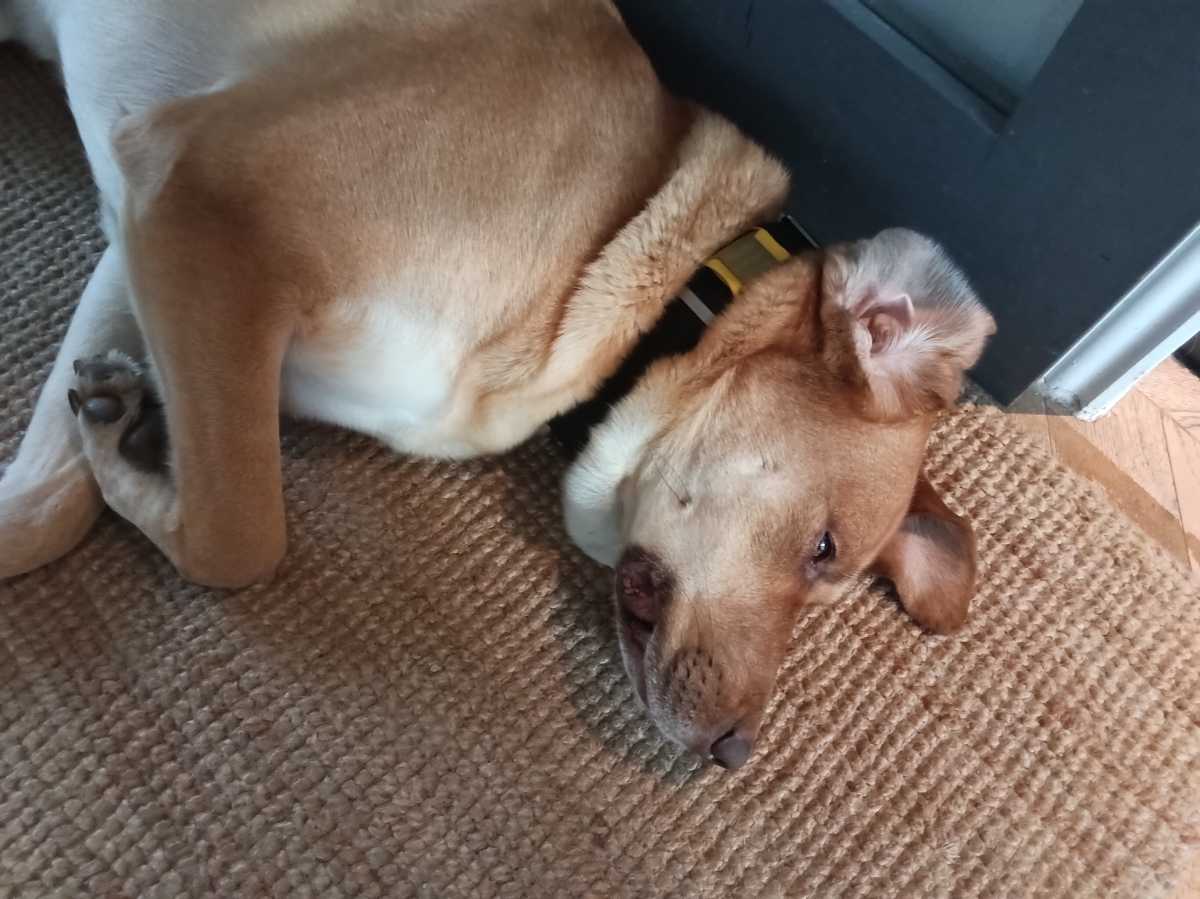 Lenovo Idea Tab Camera Samples