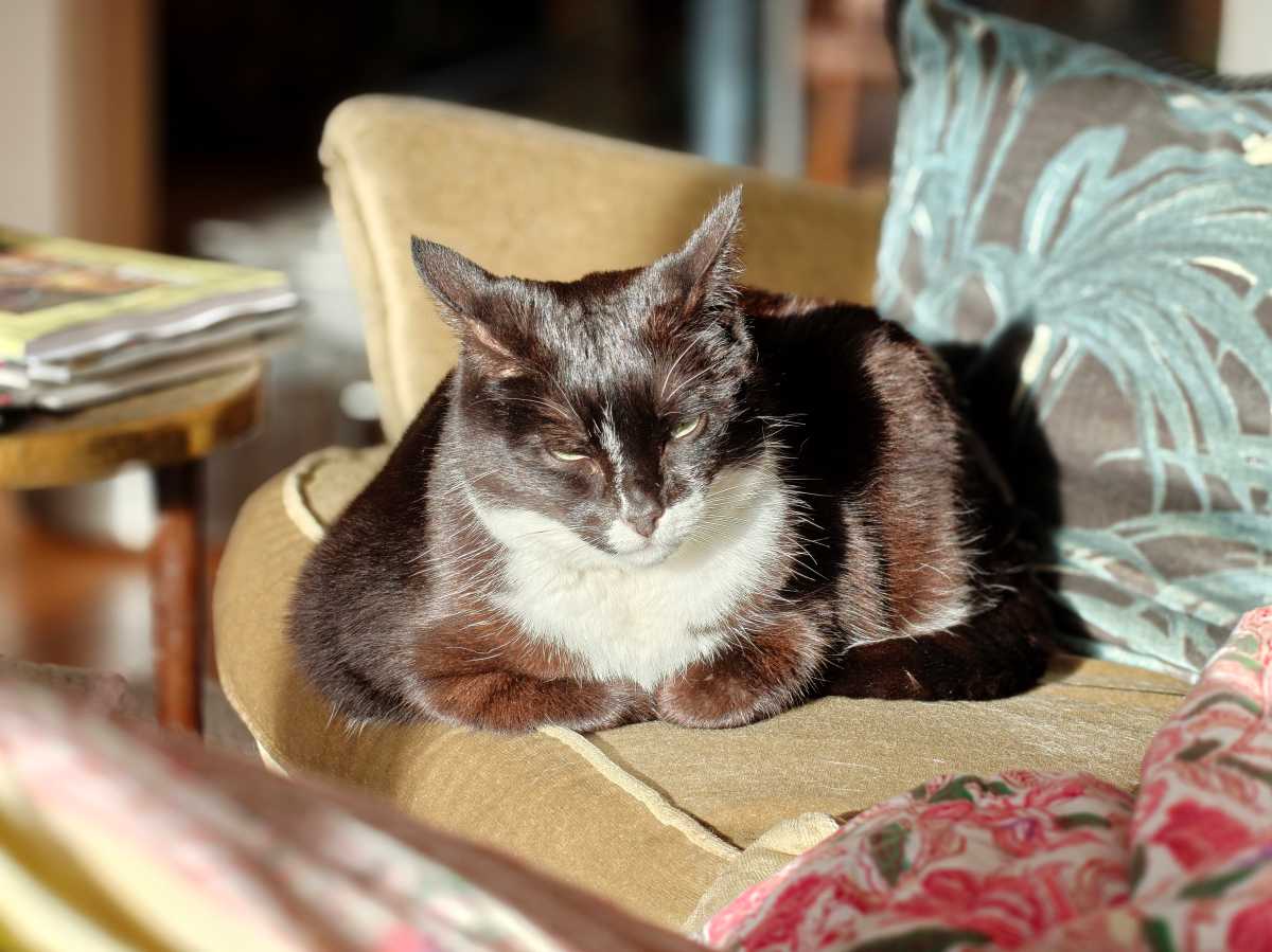 OnePlus 15 camera sample Brie portrait