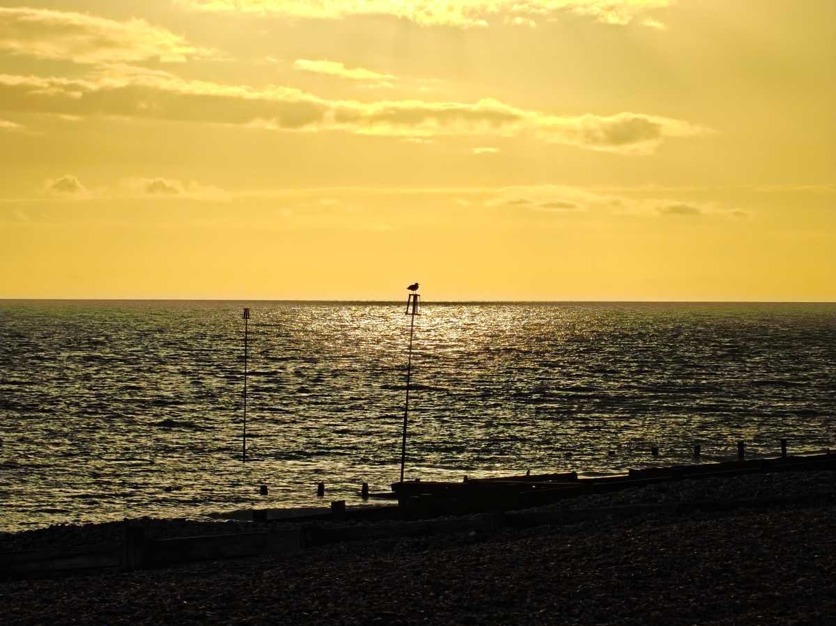 OnePlus 15 camera sample sunset seagull