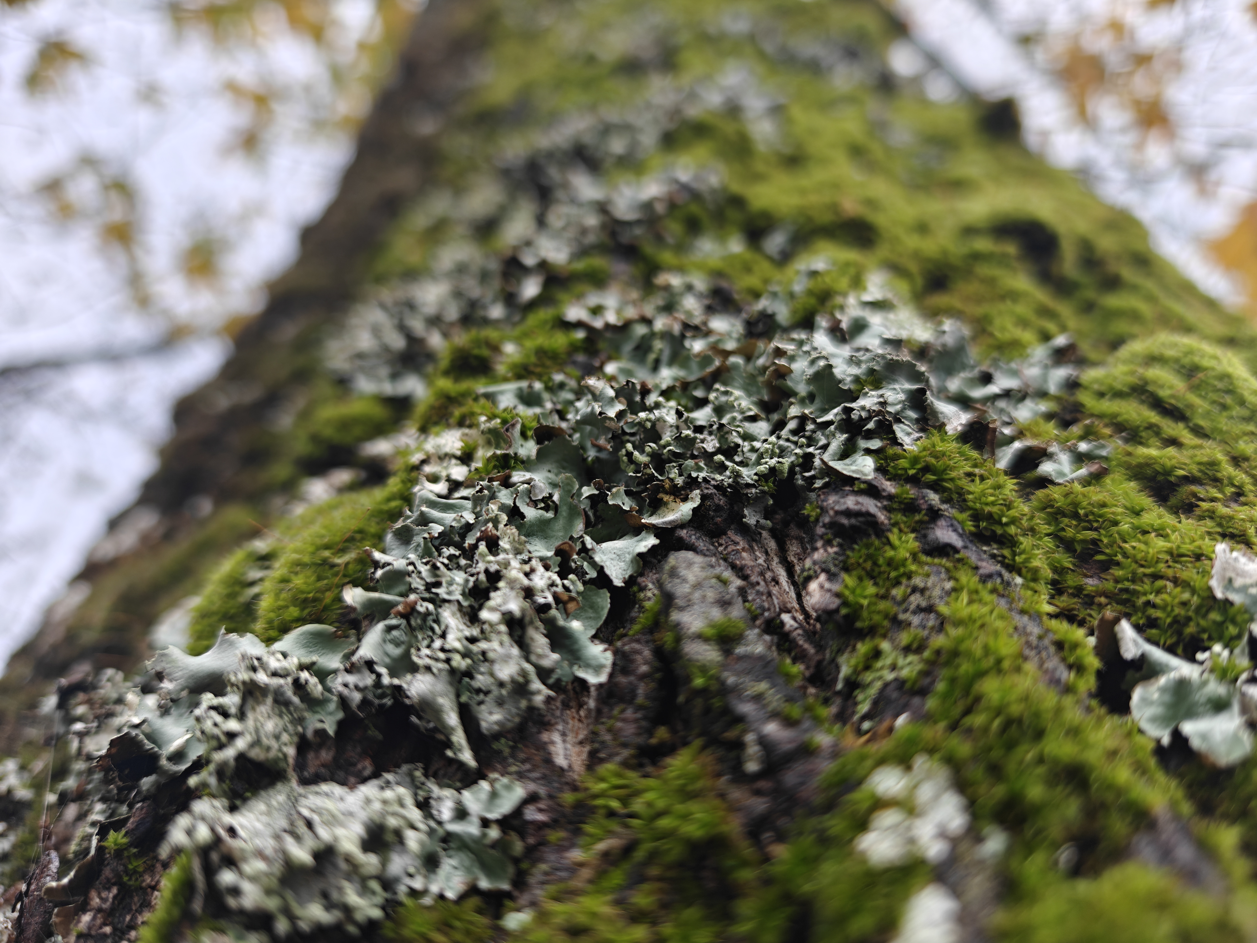 OnePlus 15 vs OnePlus 15 camera sample 13 moss macro