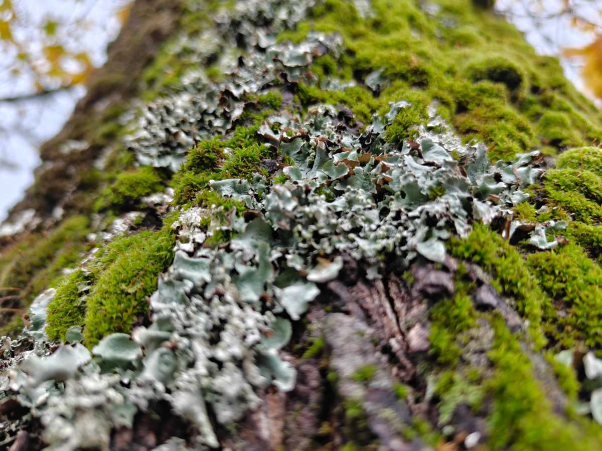 OnePlus 15 vs OnePlus 15 camera sample 15 moss macro