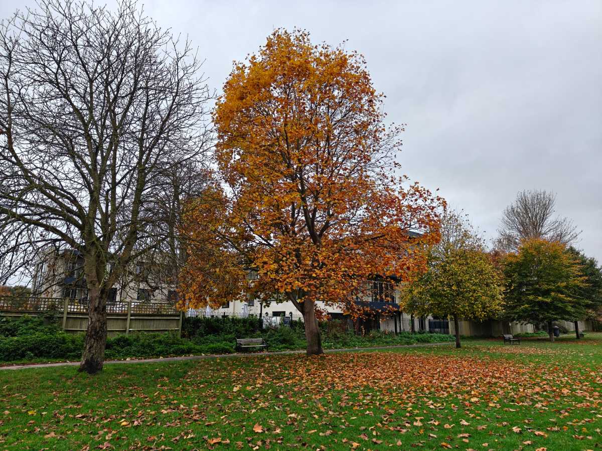 OnePlus 15 vs OnePlus 15 camera sample 15 tree main