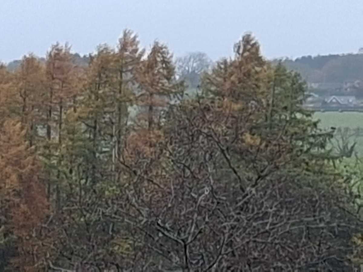 Samsung Galaxy A17 5G camera samples 24