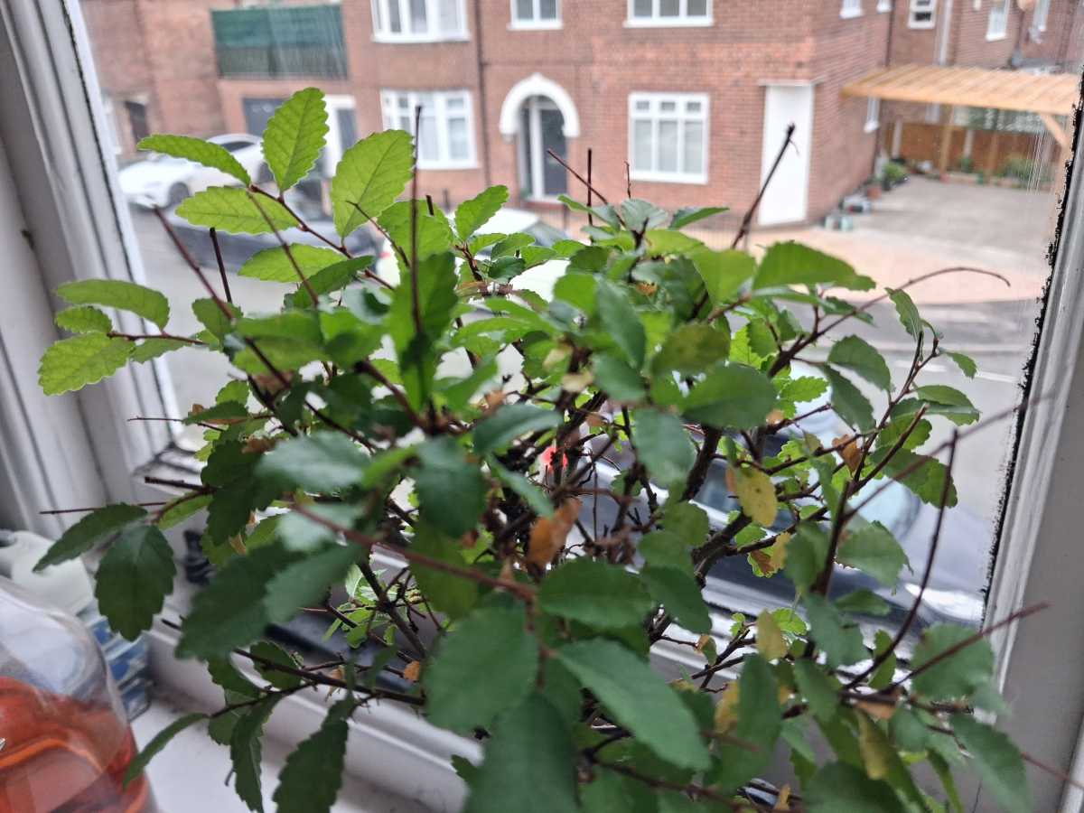 Samsung Galaxy A17 5G camera samples 3