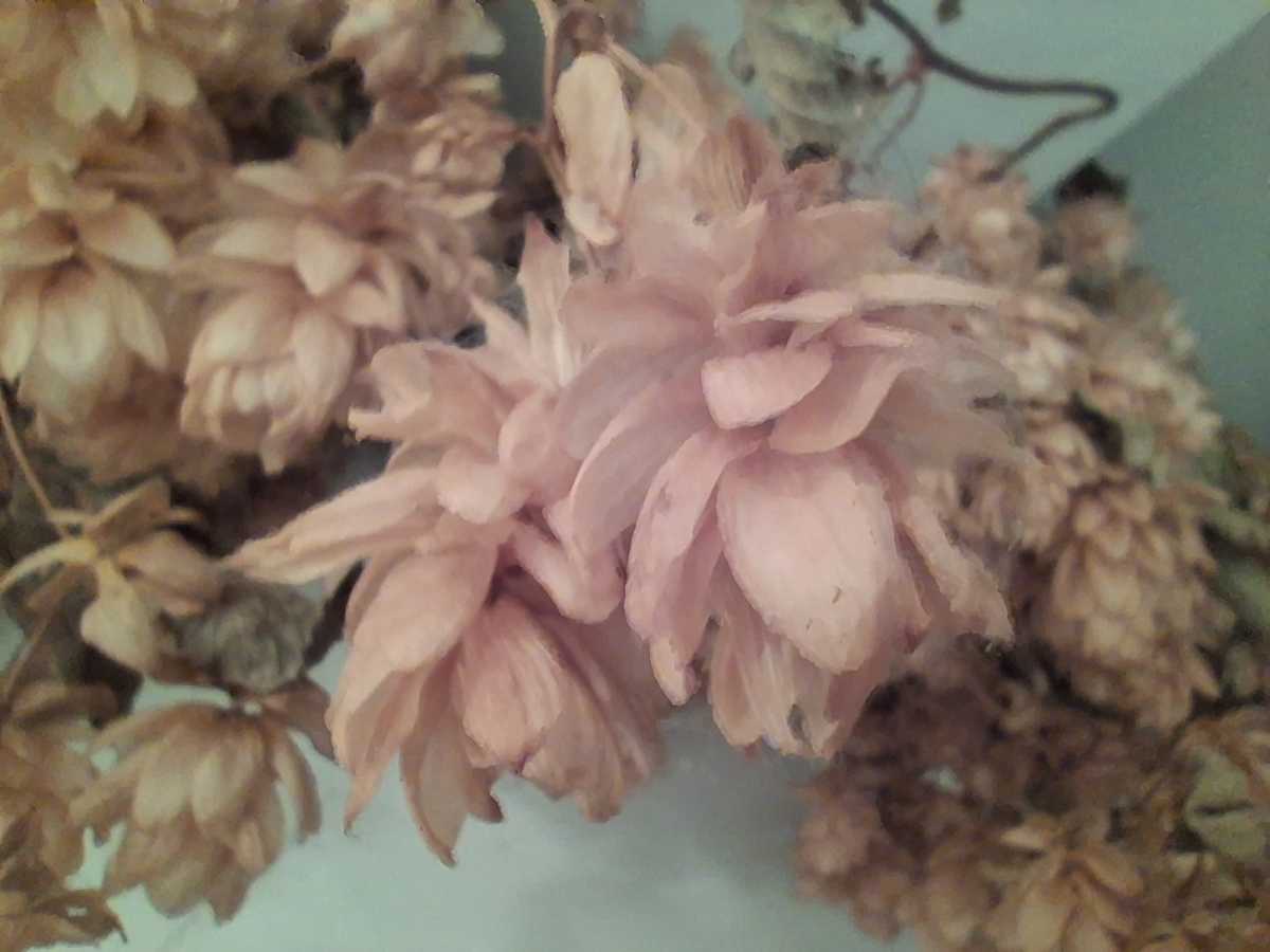 Samsung Galaxy A17 5G camera samples 8